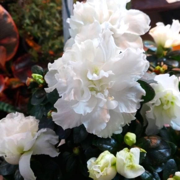 Plant: Azalea - Picture 3 of 7